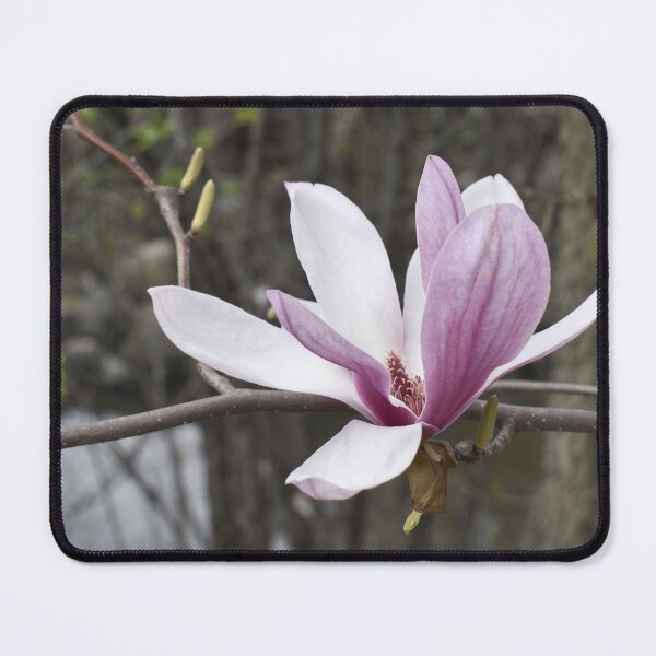 Item preview, One Saucer Magnolia blossom designed and sold by Kathleen Brant.