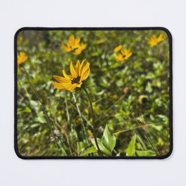 Item preview, Dune Sunflower by the Shore designed and sold by Photography by Annette.