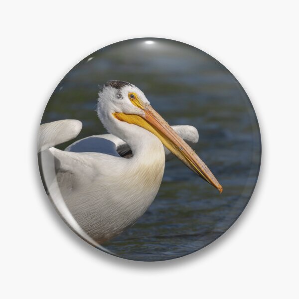 Item preview, White Pelican Stretching Wings 6-7-2026 designed and sold by Thomasyoung.