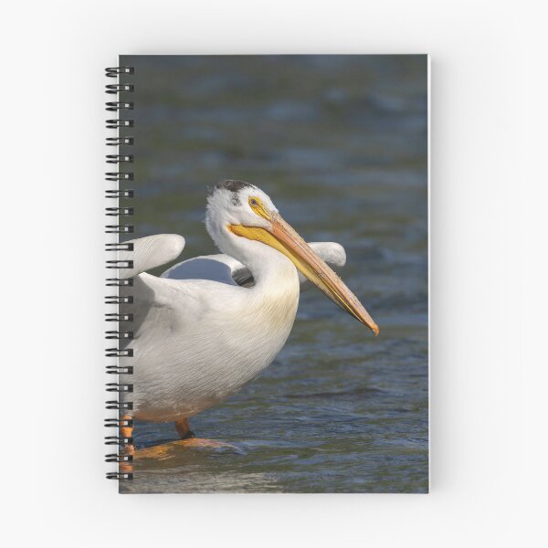 Item preview, White Pelican Stretching Wings 6-7-2026 designed and sold by Thomasyoung.