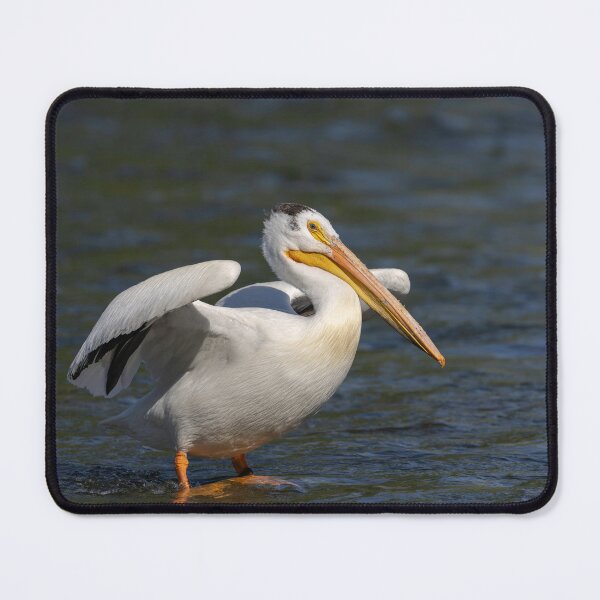Item preview, White Pelican Stretching Wings 6-7-2026 designed and sold by Thomasyoung.