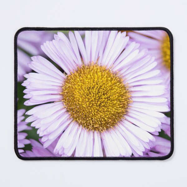 Item preview, Purple Fleabane Daisy in Bloom — Erigeron, Leamington Spa designed and sold by Feathers-Fur.