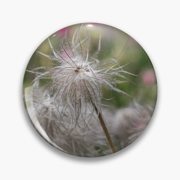 Item preview, Pasque Flower Dreams — Pulsatilla Seed Heads, Jephson Gardens designed and sold by Feathers-Fur.
