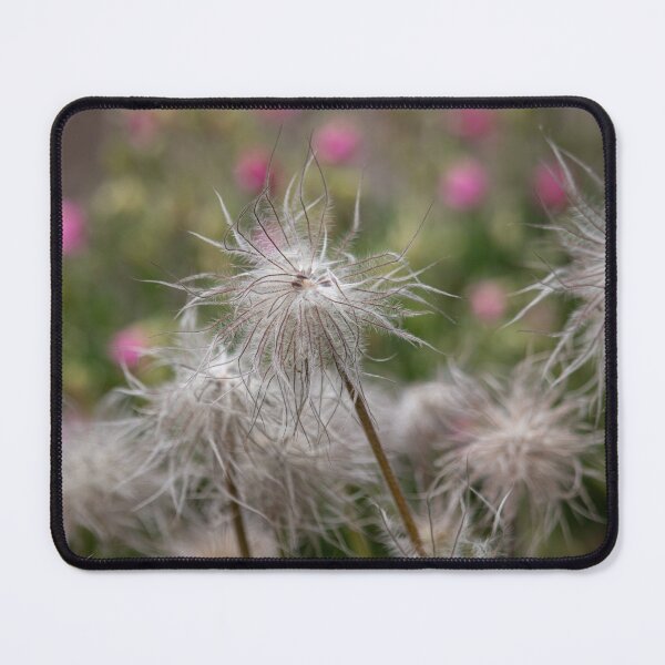 Item preview, Pasque Flower Dreams — Pulsatilla Seed Heads, Jephson Gardens designed and sold by Feathers-Fur.