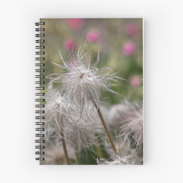 Item preview, Pasque Flower Dreams — Pulsatilla Seed Heads, Jephson Gardens designed and sold by Feathers-Fur.
