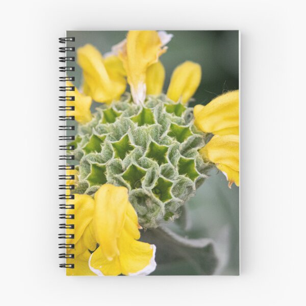 Item preview, Nature's Geometry — Jerusalem Sage Flower Head, Jephson Gardens designed and sold by Feathers-Fur.