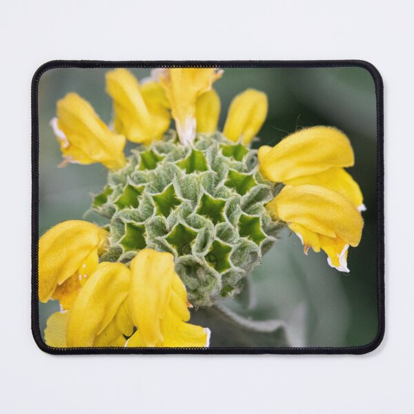 Item preview, Nature's Geometry — Jerusalem Sage Flower Head, Jephson Gardens designed and sold by Feathers-Fur.