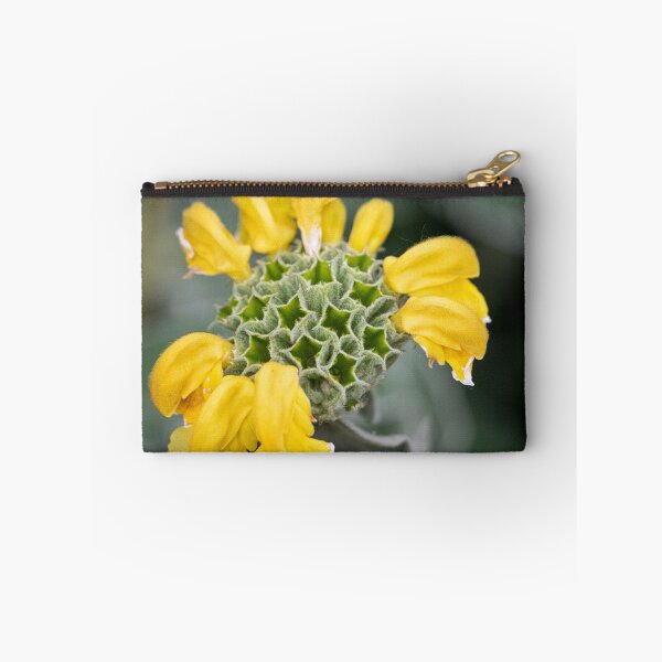 Item preview, Nature's Geometry — Jerusalem Sage Flower Head, Jephson Gardens designed and sold by Feathers-Fur.