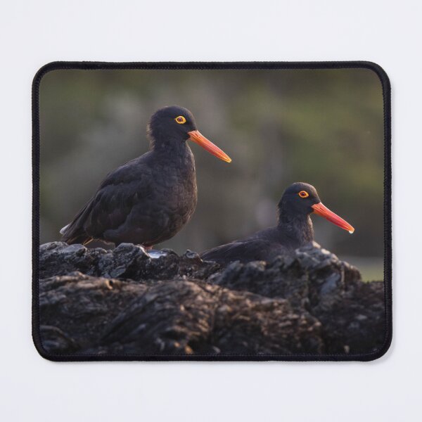 Item preview, Sooty Oystercatchers | Australian Wildlife Print designed and sold by BBoltPhotos.