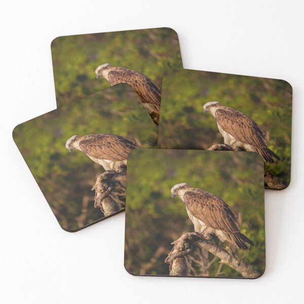 Item preview, Osprey | Australian Wildlife Print designed and sold by BBoltPhotos.