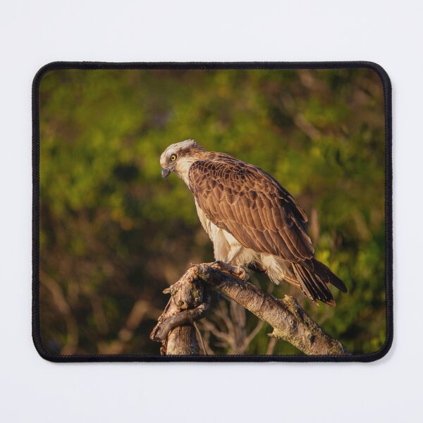 Item preview, Osprey | Australian Wildlife Print designed and sold by BBoltPhotos.