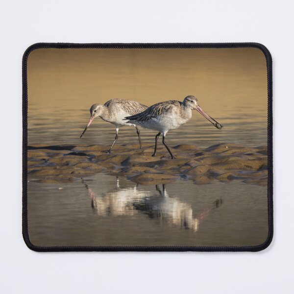 Item preview, Bar-tailed Godwits | Australian Wildlife Print designed and sold by BBoltPhotos.