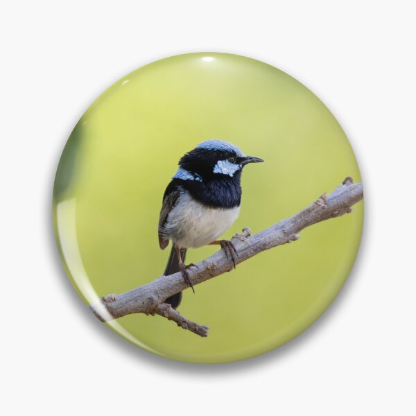 Item preview, Superb Fairywren | Australian Wildlife Print designed and sold by BBoltPhotos.