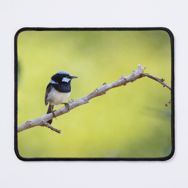 Item preview, Superb Fairywren | Australian Wildlife Print designed and sold by BBoltPhotos.