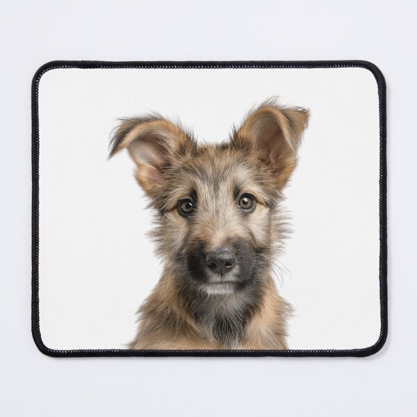 Item preview, Adorable Berger Picard puppy for Cute Picard puppy lovers designed and sold by LazyOwlStore.