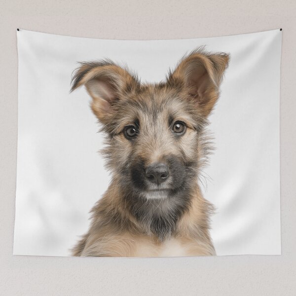 Item preview, Adorable Berger Picard puppy for Cute Picard puppy lovers designed and sold by LazyOwlStore.
