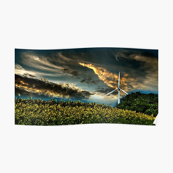 Sunfllower field II Poster