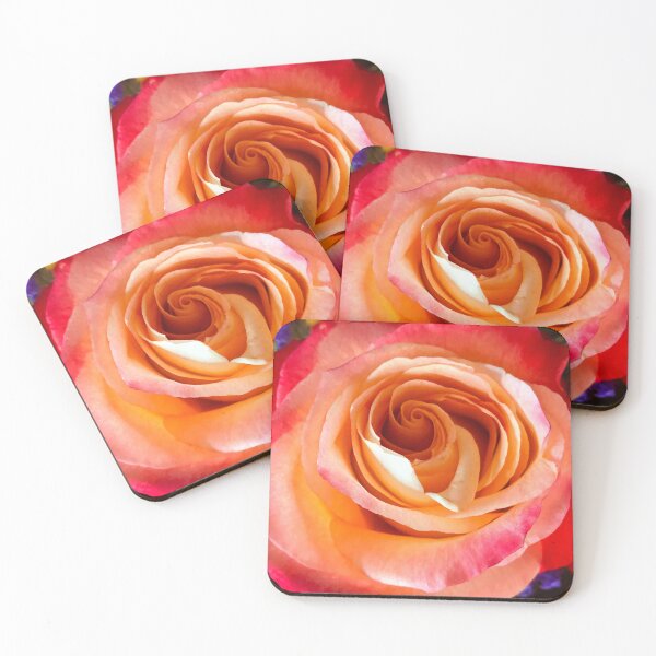 Item preview, Romantic Pink Rose With Ecru Highlights Close-Up designed and sold by DEC02.