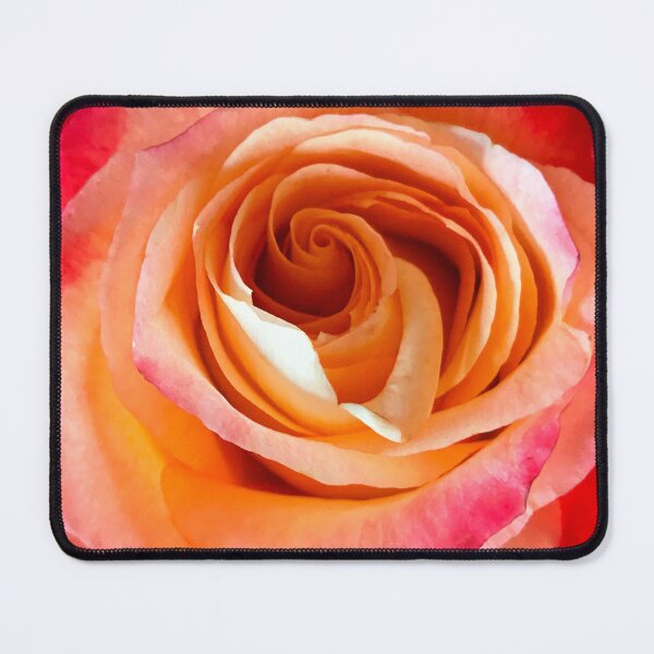 Item preview, Romantic Pink Rose With Ecru Highlights Close-Up designed and sold by DEC02.