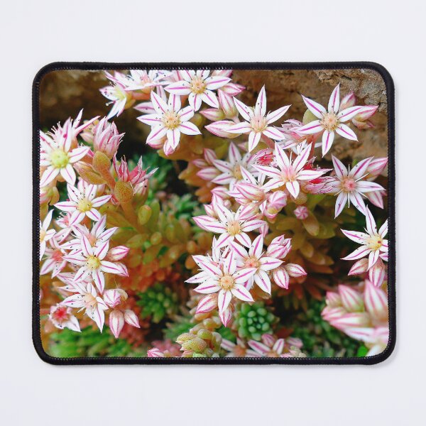 Item preview, Cute Pink Stonecrop Flowers Found in Delphi Greece designed and sold by jaynerushton.
