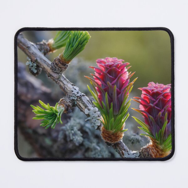 Item preview, Vibrant Pine Cones and Buds designed and sold by Veikko Suikkanen.