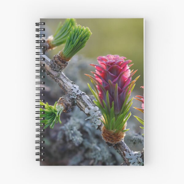 Item preview, Vibrant Pine Cones and Buds designed and sold by Veikko  Suikkanen.