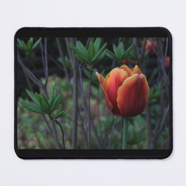 Item preview, Tulip designed and sold by Pellagia.