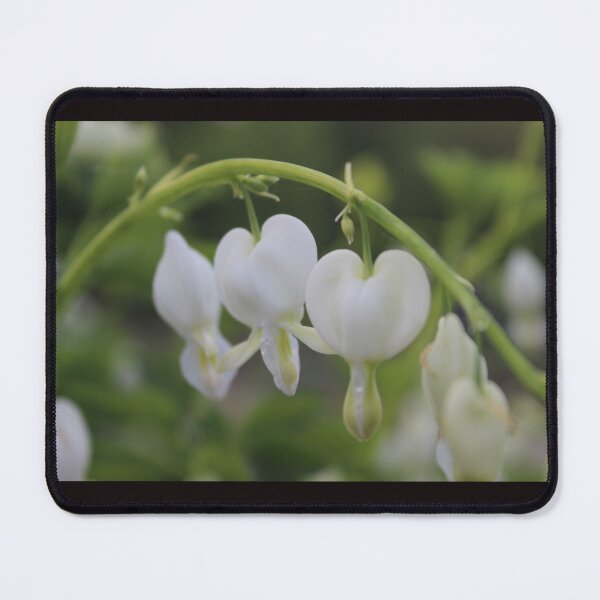 Item preview, White Bleeding Heart designed and sold by Pellagia.