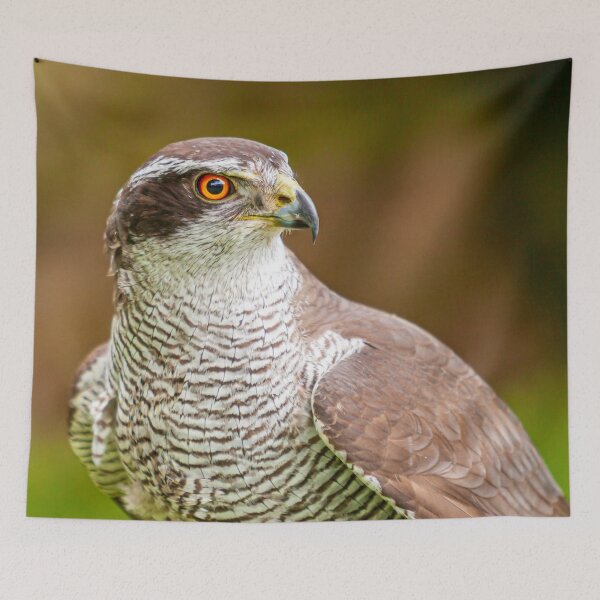Item preview, Goshawk ready for action designed and sold by Dalyndigital Photography.