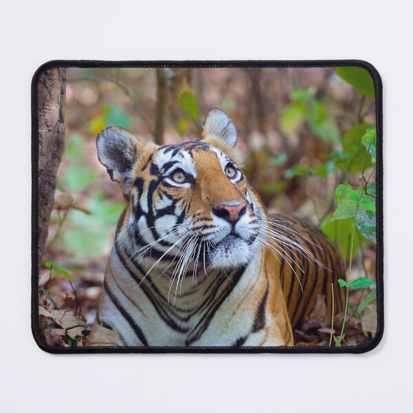 Item preview, Surprised Tiger Looking Up in Forest designed and sold by fact-stick.