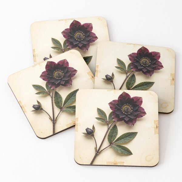 Item preview, Midnight Herbarium III – Black Hellebore designed and sold by Roberta Calabrese.