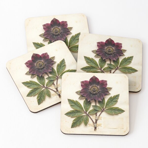 Item preview, Midnight Herbarium III – Black Hellebore designed and sold by Roberta Calabrese.