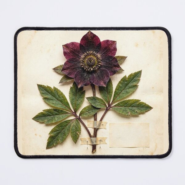 Item preview, Midnight Herbarium III – Black Hellebore designed and sold by Roberta Calabrese.