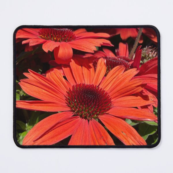 Item preview, Vibrant Red Cone Flowers designed and sold by Betsy Phillips.