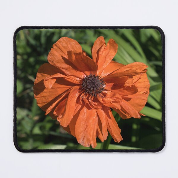 Item preview, Silky Petaled Poppy in the Sunlight designed and sold by Georgia Mizuleva.