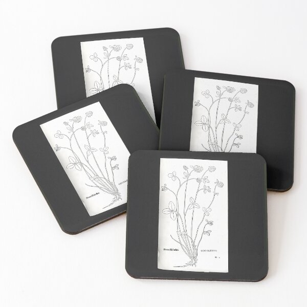 Item preview, Basil Thyme Herb Drawing | Botanical Art designed and sold by GammaRay.