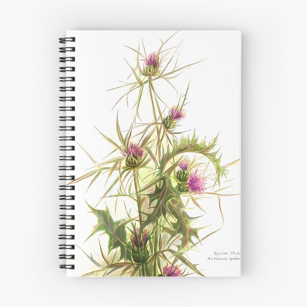 Item preview, Syrian Thistle Drawing | Botanical Art designed and sold by GammaRay.