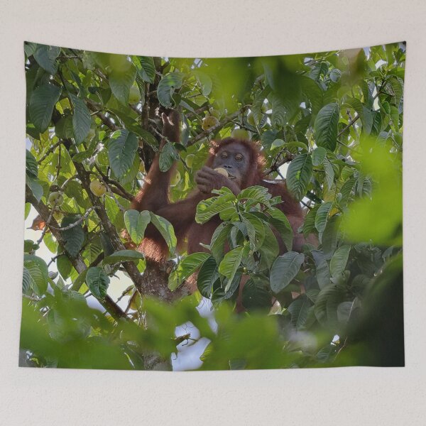 Item preview, Wild orangutan eating in a tree designed and sold by franck380.