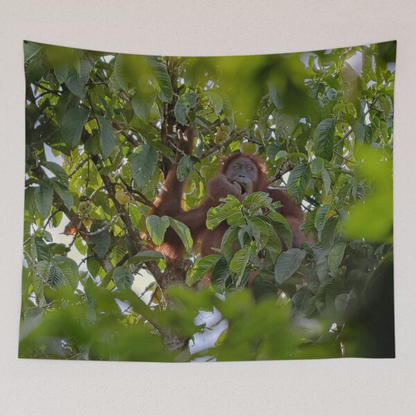 Item preview, Wild orangutan eating in a tree designed and sold by franck380.