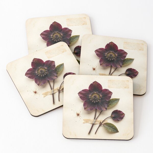 Item preview, Midnight Herbarium III – Black Hellebore designed and sold by Roberta Calabrese.