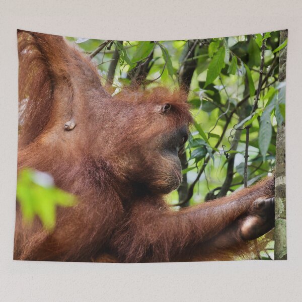 Item preview, Red orangutan hanging from a branch designed and sold by franck380.