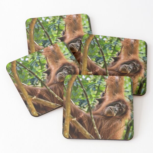 Item preview, Red orangutan hanging from a branch designed and sold by franck380.