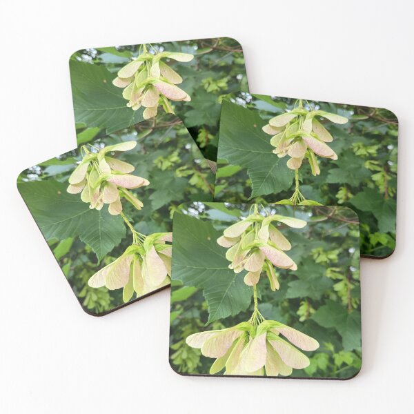 Item preview, Maple Tree Seeds in Summer Greenery designed and sold by PhuongVoArt.