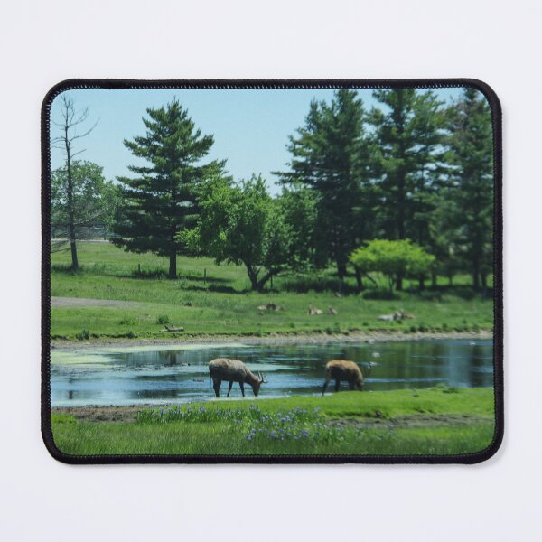 Item preview, Elk at the watering hole designed and sold by SRosuphotos.