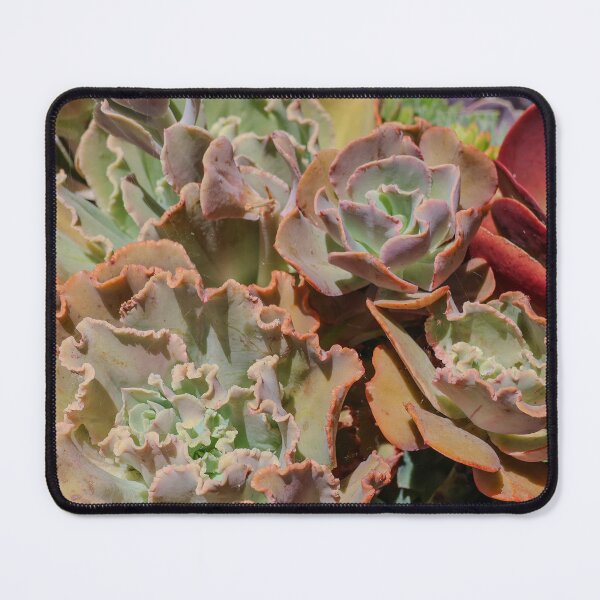 Item preview, Succulent happy, Blue Curls & Flapjacks! designed and sold by Patti Melfi.