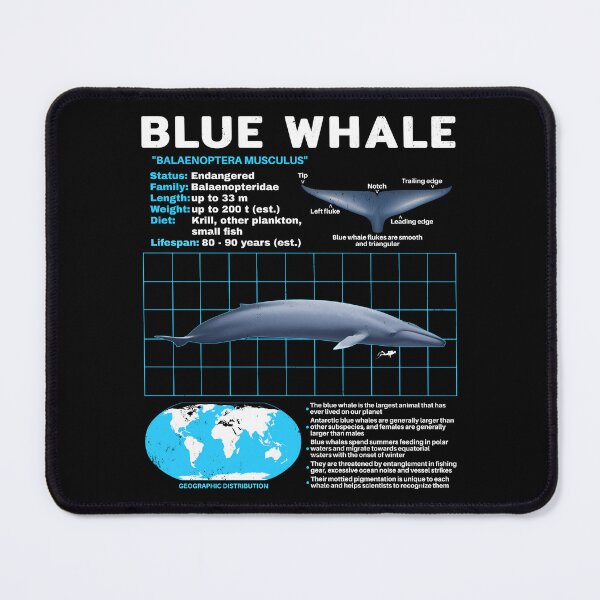 Item preview, Blue Whale Fact Sheet designed and sold by NicGrayGraphic.