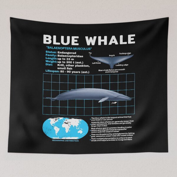 Item preview, Blue Whale Fact Sheet designed and sold by NicGrayGraphic.