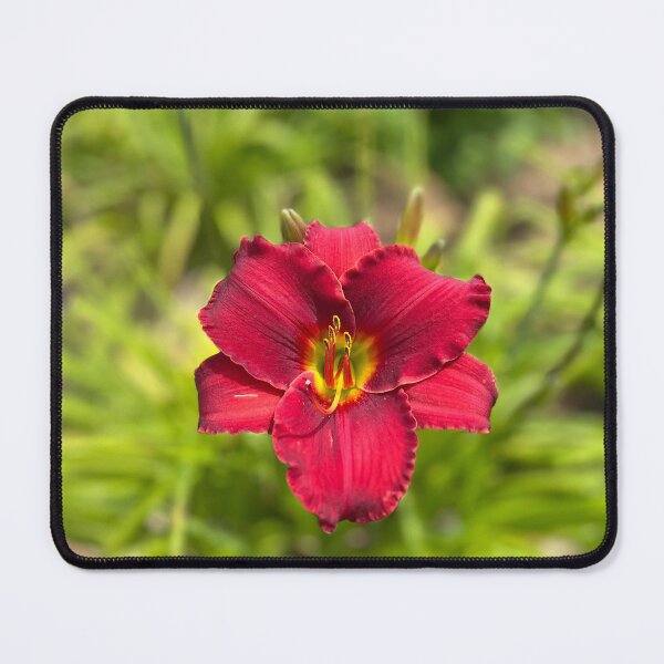 Item preview, Vibrant Red Daylily designed and sold by StudiobyGeorgette.