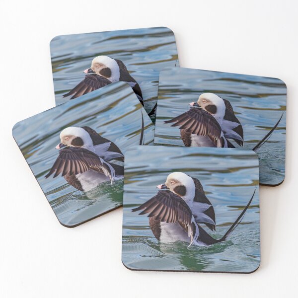 Item preview, long-tailed duck designed and sold by Tom McPherson Photography.