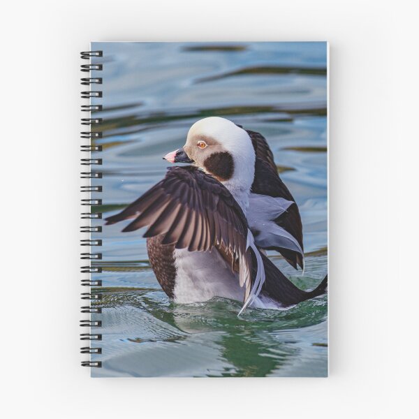 Item preview, long-tailed duck designed and sold by Tom McPherson Photography.